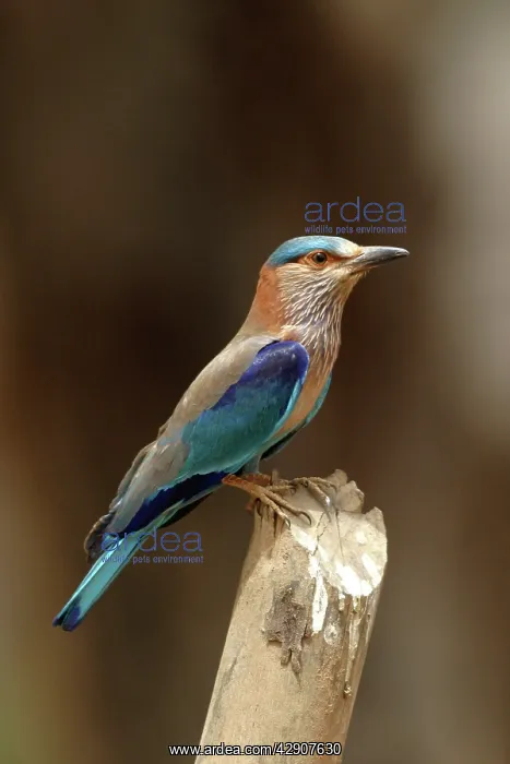 : Indian Roller - perched on post : Indian Roller - perched on post