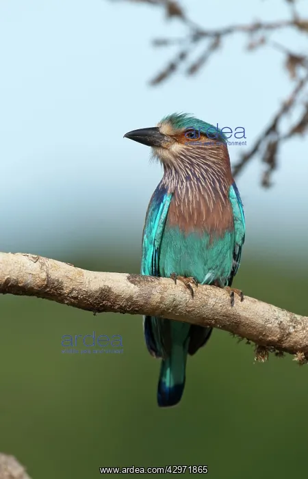 : Indian Roller - portrait - perched on branch : Indian Roller - portrait - perched on branch