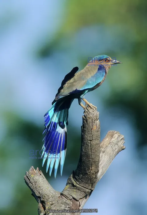 : Indian Roller stretching wings : Indian Roller stretching wings