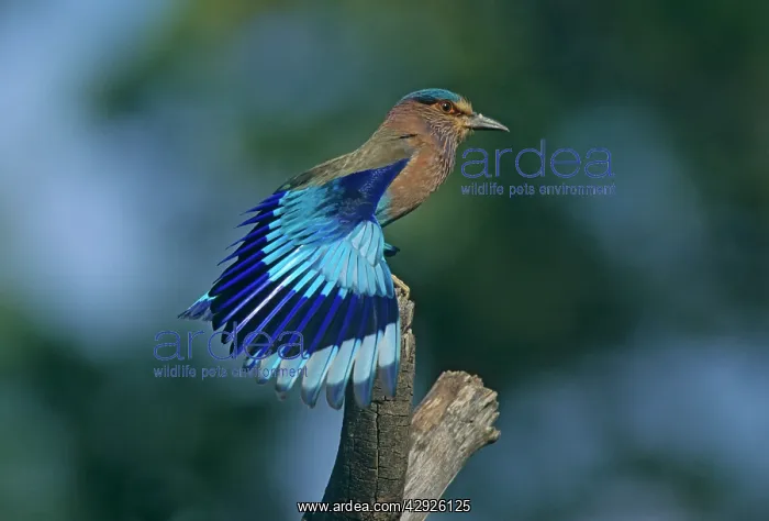 : Indian Roller stretching wings : Indian Roller stretching wings