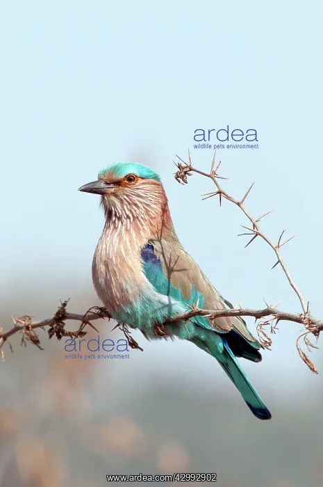 : Indian roller -upright posture - on thorn bush twig : Indian roller -upright posture - on thorn bush twig
