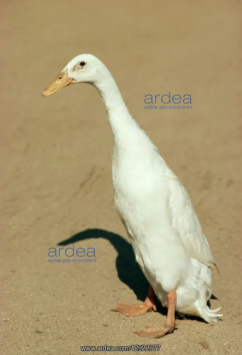 : Indian Runner Duck : Indian Runner Duck