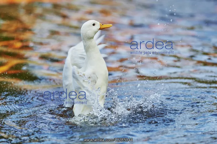 : Indian Runner duck (Anas platyrhynchos domesticus) : Indian Runner duck (Anas platyrhynchos domesticus)