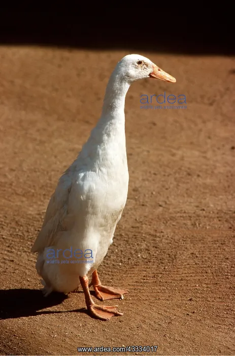 : INDIAN RUNNER DUCK - Domestic variety of Mallard : INDIAN RUNNER DUCK - Domestic variety of Mallard
