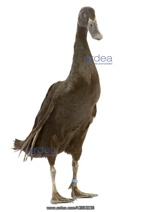  : Indian Runner Duck - in studio