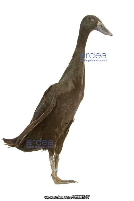  : Indian Runner Duck - in studio