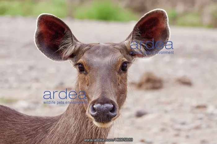 : Indian Sambar Deer : Indian Sambar Deer