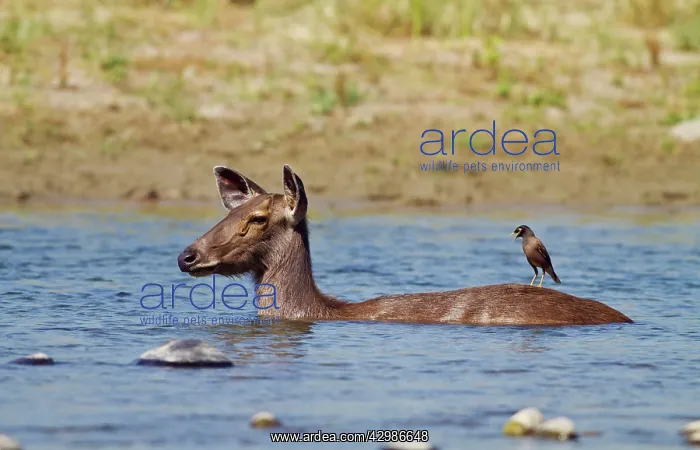 : Indian Sambar - wading through the Ramganga River : Indian Sambar - wading through the Ramganga River