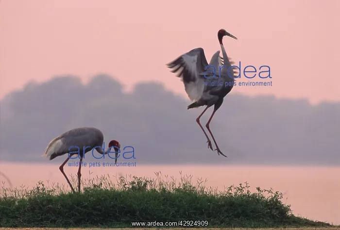: Indian Sarus Crane dancing at dusk : Indian Sarus Crane dancing at dusk
