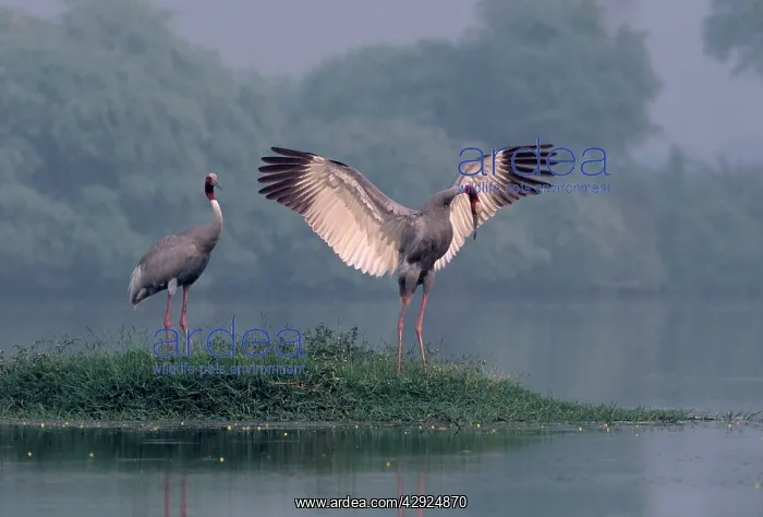 : Indian Sarus Crane dancing with wings outstretched : Indian Sarus Crane dancing with wings outstretched