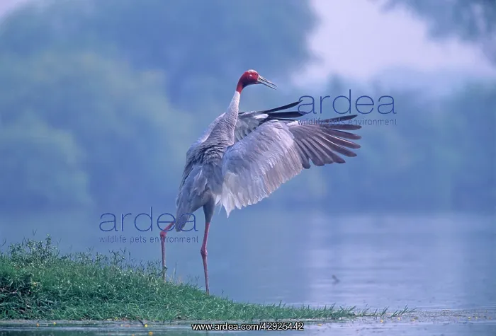 : Indian Sarus Crane flapping wings : Indian Sarus Crane flapping wings