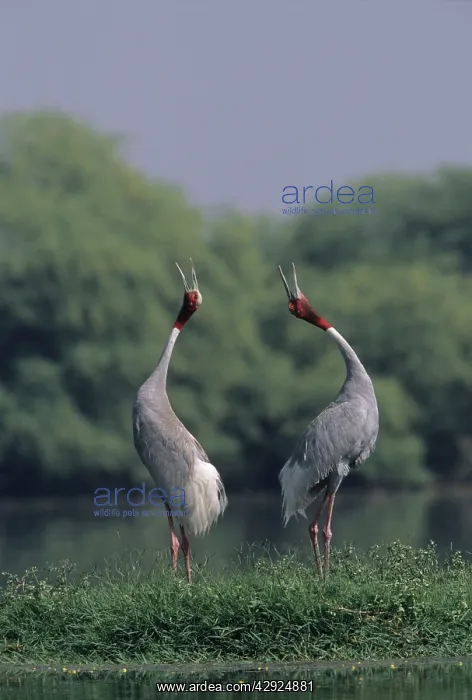 : Indian Sarus Crane giving unison call : Indian Sarus Crane giving unison call