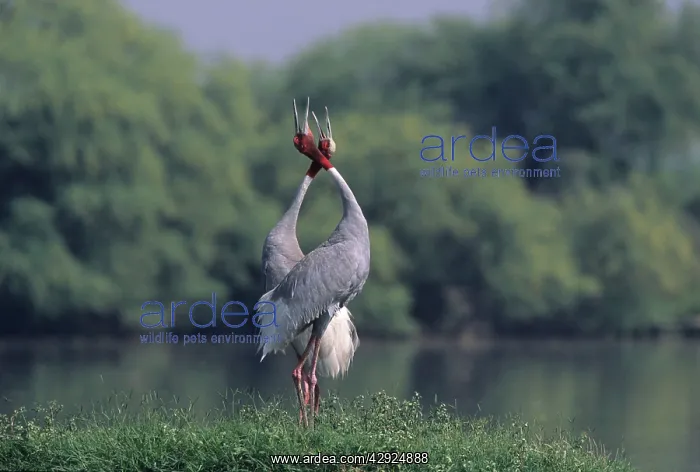 : Indian Sarus Crane giving unison call : Indian Sarus Crane giving unison call