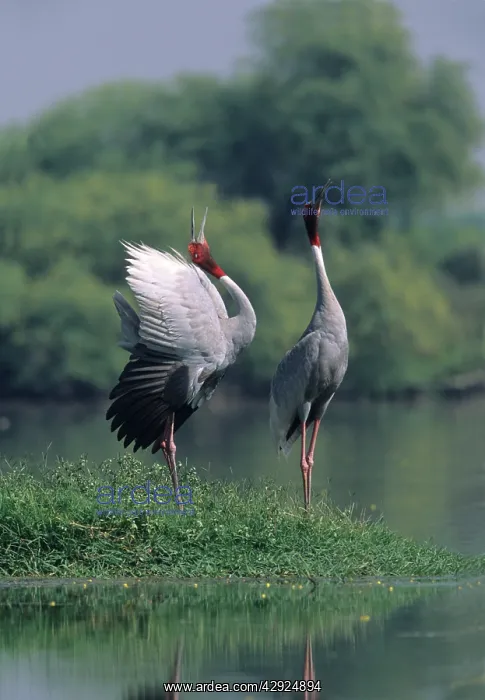 : Indian Sarus Crane giving unison call : Indian Sarus Crane giving unison call