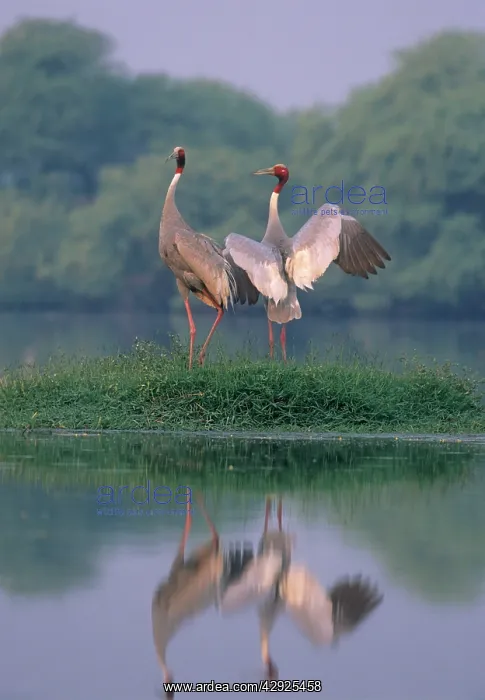 : Indian Sarus Crane - Nesting pair : Indian Sarus Crane - Nesting pair