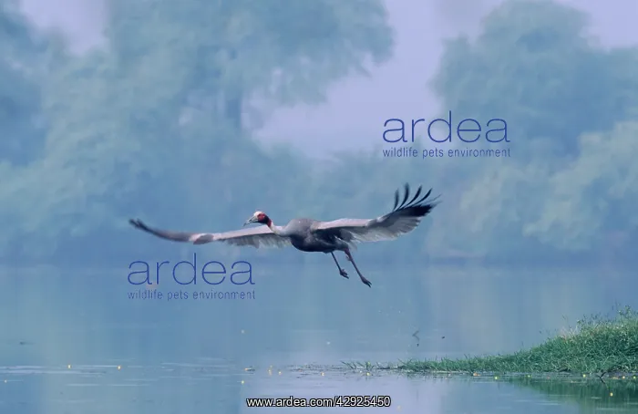 : Indian Sarus Crane - taking-off : Indian Sarus Crane - taking-off