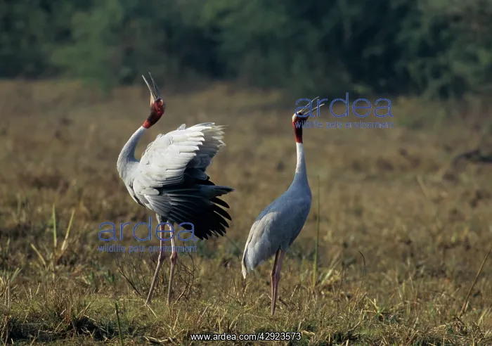 : Indian Sarus Crane - territorial display : Indian Sarus Crane - territorial display
