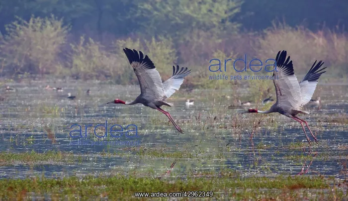 : Indian Sarus Cranes - in flight in the wetland : Indian Sarus Cranes - in flight in the wetland