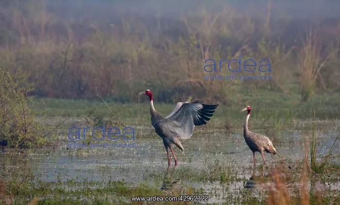 : Indian Sarus Cranes - in the wetland : Indian Sarus Cranes - in the wetland