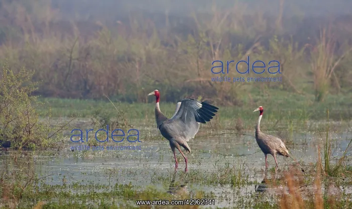 : Indian Sarus Cranes - in the wetland : Indian Sarus Cranes - in the wetland