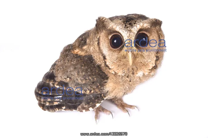 : Indian scops owl (Otus bakkamoena) on white background : Indian scops owl (Otus bakkamoena) on white background