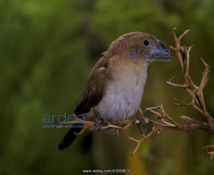 : Indian Silverbill : Indian Silverbill