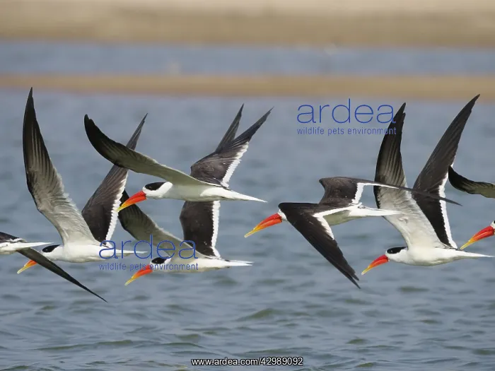: Indian Skimmer - flock in flight Rynchops albicollis : Indian Skimmer - flock in flight Rynchops albicollis