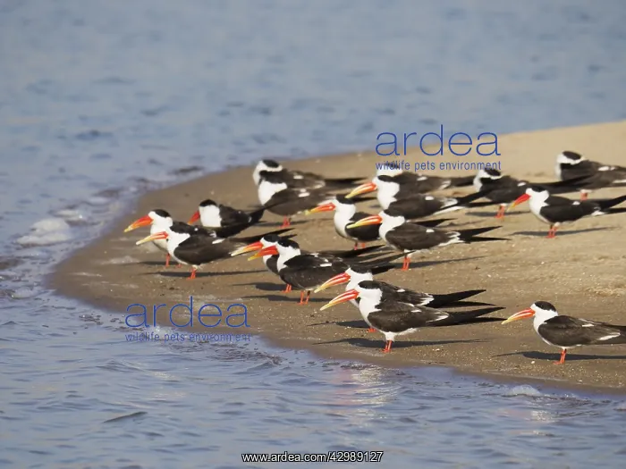 : Indian Skimmer - flock on sandbank Rynchops albicollis : Indian Skimmer - flock on sandbank Rynchops albicollis