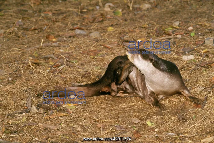 : Indian Smooth-coated OTTER : Indian Smooth-coated OTTER