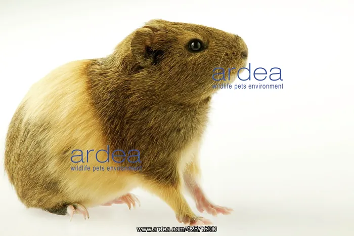  : Indian Smooth-hair Guinea Pig