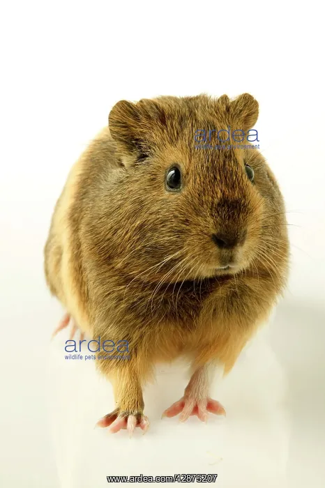 : Indian Smooth-hair Guinea Pig