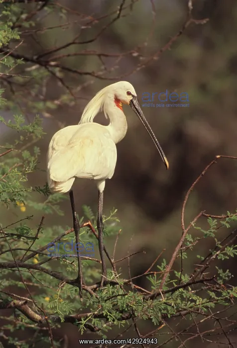 : Indian Spoonbill - In tree : Indian Spoonbill - In tree