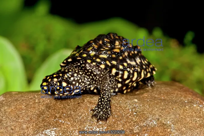 : Indian Spotted Pond Turtle, Geoclemys hamiltonii : Indian Spotted Pond Turtle, Geoclemys hamiltonii