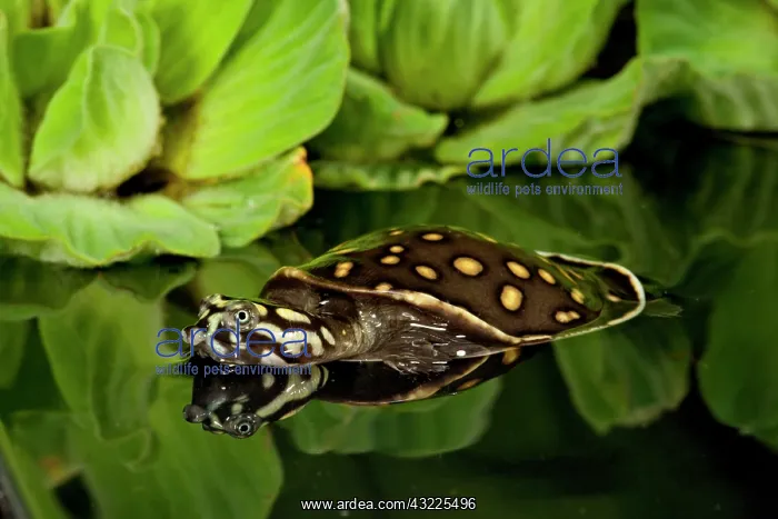 : Indian Spotted Softshell Turtle, Lisemys : Indian Spotted Softshell Turtle, Lisemys