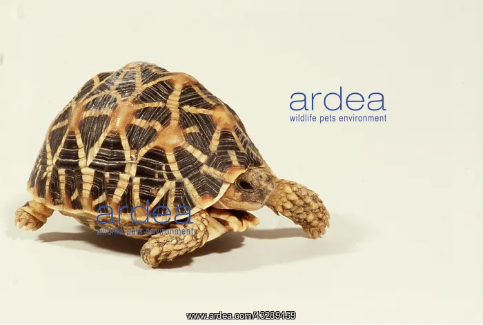 : INDIAN STAR TORTOISE - WALKING : INDIAN STAR TORTOISE - WALKING