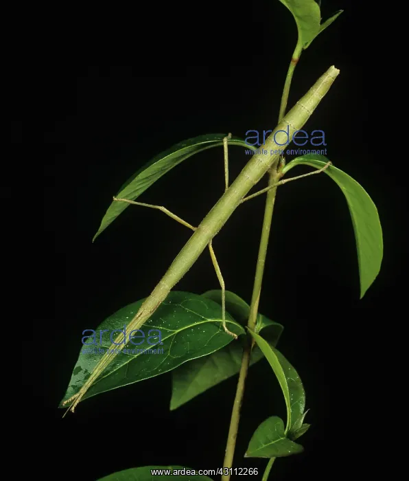: Indian stick insect on privet : Indian stick insect on privet