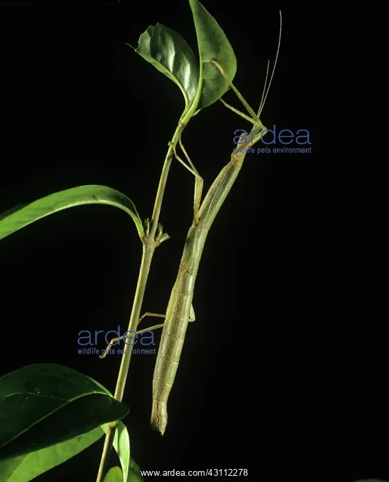 : Indian stick insect on privet : Indian stick insect on privet