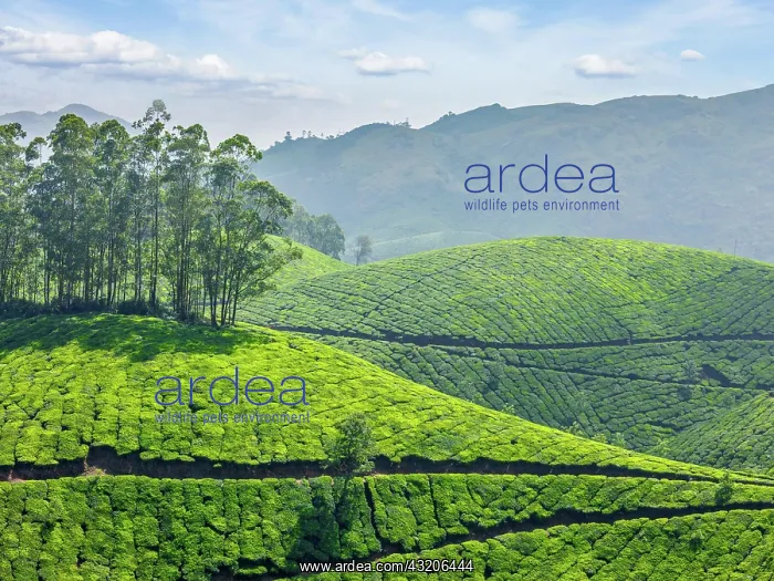: Indian tea concept background, tea plantations : Indian tea concept background, tea plantations