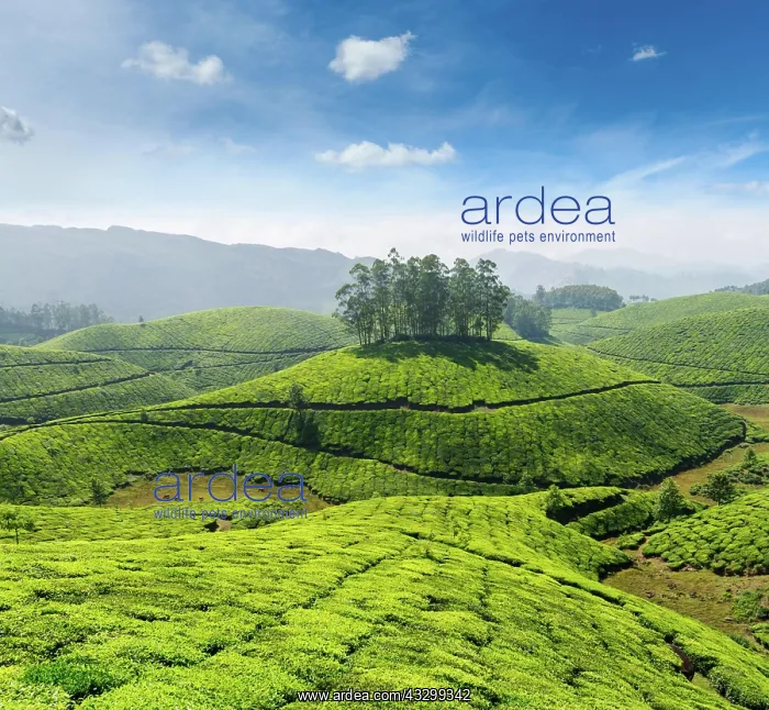 : Indian tea concept background, tea plantations : Indian tea concept background, tea plantations