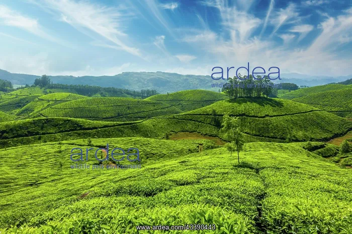  : Indian tea concept background, tea plantations