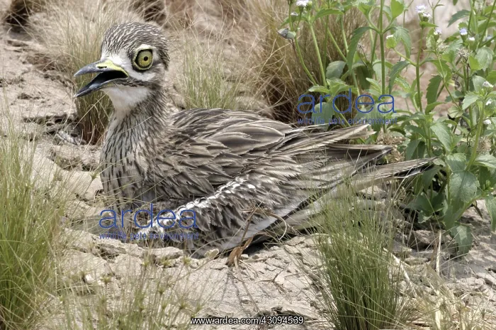 : Indian Thick-knee : Indian Thick-knee