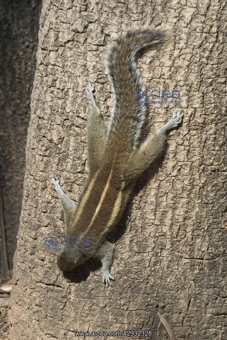 : Indian / Three-striped Palm SQUIRREL - descending : Indian / Three-striped Palm SQUIRREL - descending