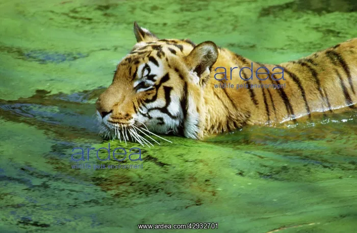  : INDIAN TIGER