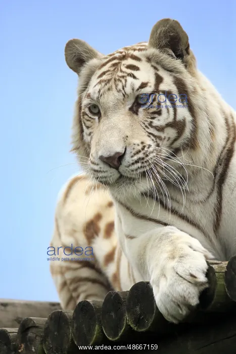 : Indian Tiger (Panthera tigris tigris), white Form, Asia : Indian Tiger (Panthera tigris tigris), white Form, Asia