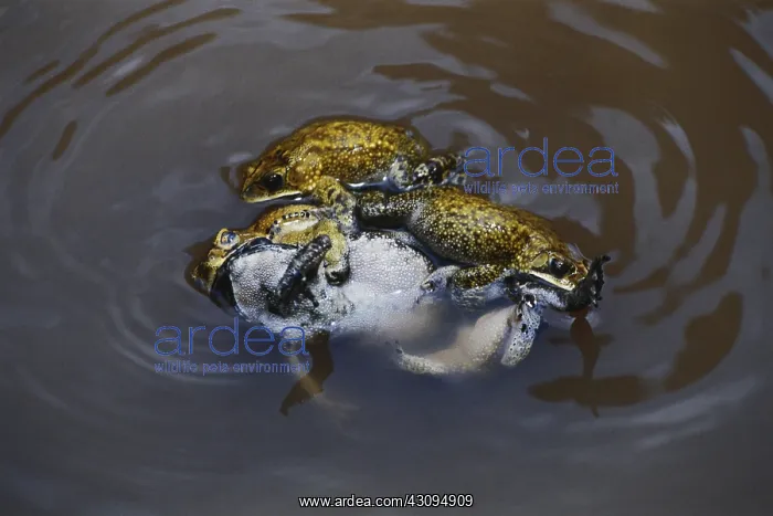 : Indian Toads : Indian Toads