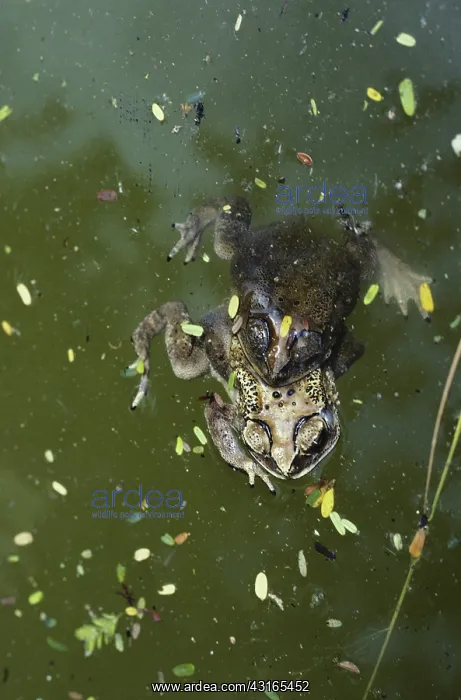 : Indian Toads : Indian Toads