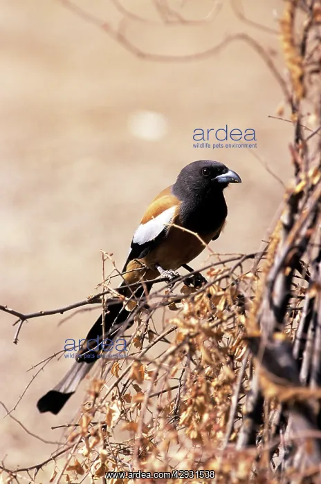 : Indian TREEPIE : Indian TREEPIE