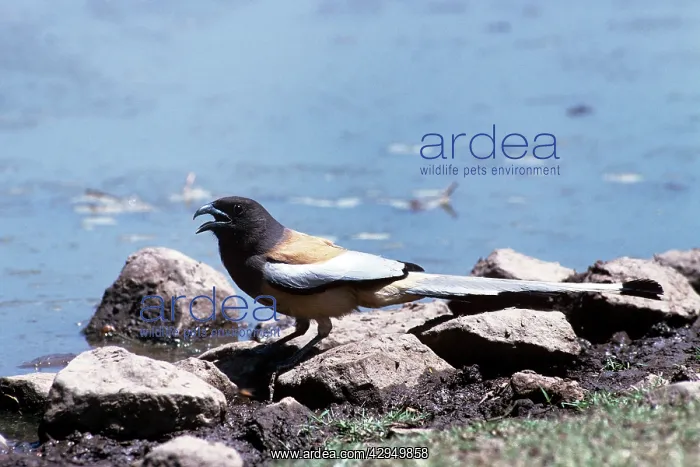 : Indian Treepie : Indian Treepie