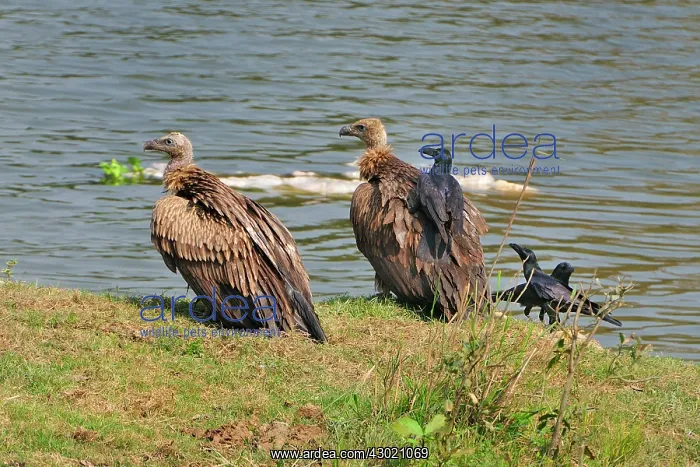 : Indian Vulture with Jungle Crow (Corvus macrorhynchos) : Indian Vulture with Jungle Crow (Corvus macrorhynchos)