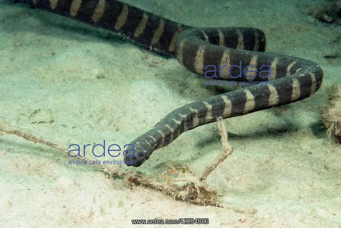 : Indian warty snake (Acrochordus granulatus), non-venomous : Indian warty snake (Acrochordus granulatus), non-venomous